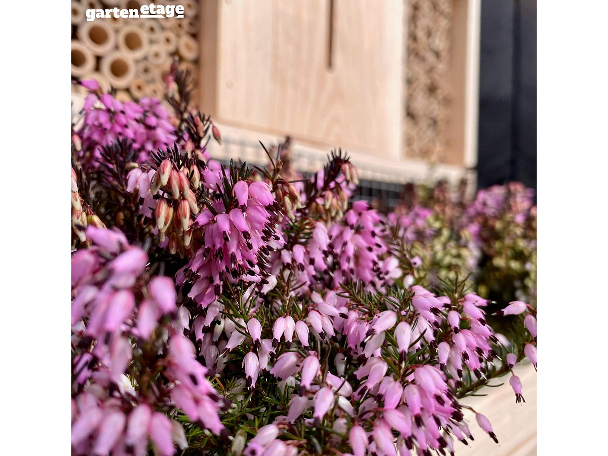 Statista GmbH_ Selbststehendes Insektenhotel Pflanzenoase_4_1200x900px